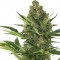 Auto Amnesia XXL Feminised seeds