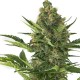 Auto Amnesia XXL Feminised seeds