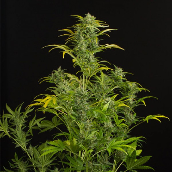 Auto Amnesia XXL Feminised seeds