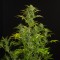 Auto Amnesia XXL Feminised seeds