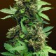Auto CBD Cheese Feminised seeds