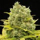 Auto CBD Cheese Feminised seeds