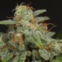 Насіння Auto CBD Dinamed Feminised
