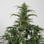 Насіння Auto CBD Dinamed Feminised