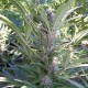 Auto Haze 2.0 Feminised