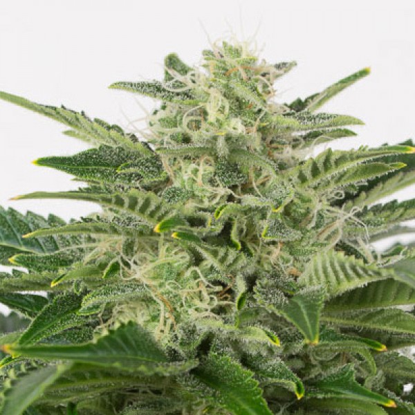 Насіння Auto CBD Haze Feminised