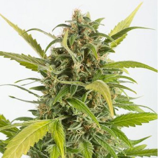 Насіння Auto CBD Haze Feminised