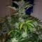Auto CBD Industrial Plant Feminised