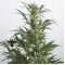Auto Amnesia XXL Feminised seeds