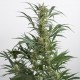 Auto Amnesia XXL Feminised seeds