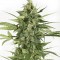 Auto Blue Cheese Feminised