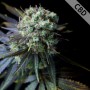 Насіння Auto CBD Dinamed Feminised