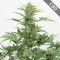 Auto CBD Industrial Plant Feminised