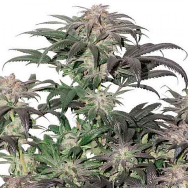Bubba Island Kush Feminised seeds