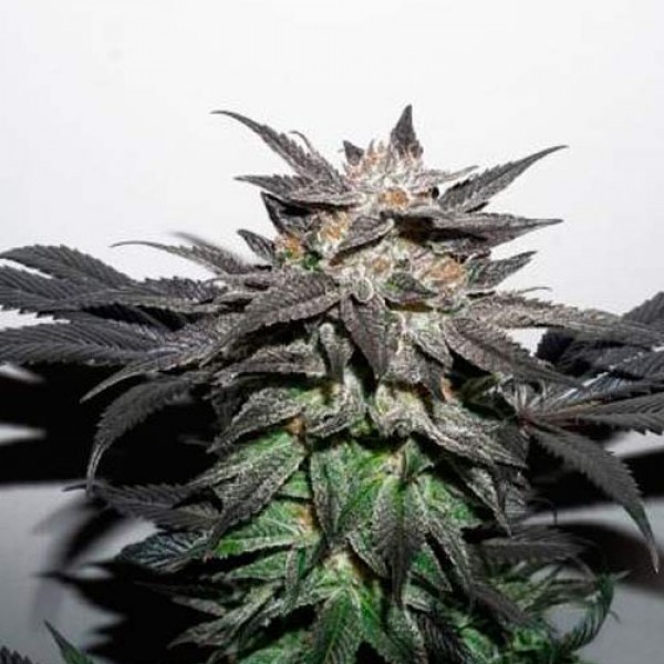 Bubba Island Kush Feminised seeds