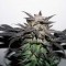 Bubba Island Kush Feminised seeds