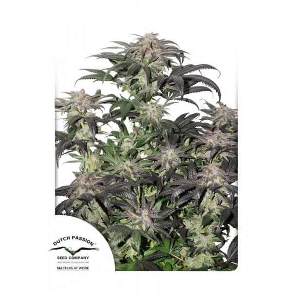 Bubba Island Kush Feminised seeds