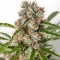 Auto Orange Bud Feminised