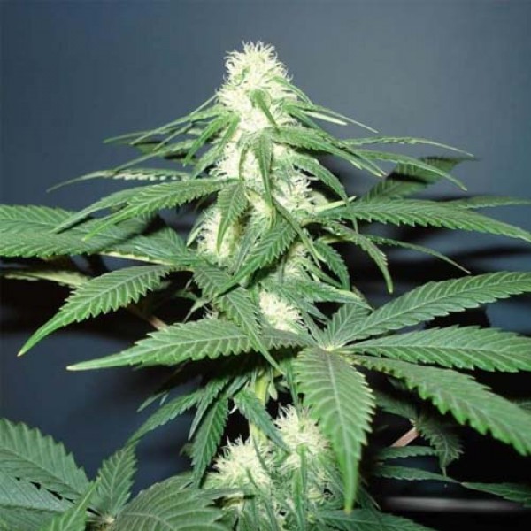 Насіння Master Kush Feminised