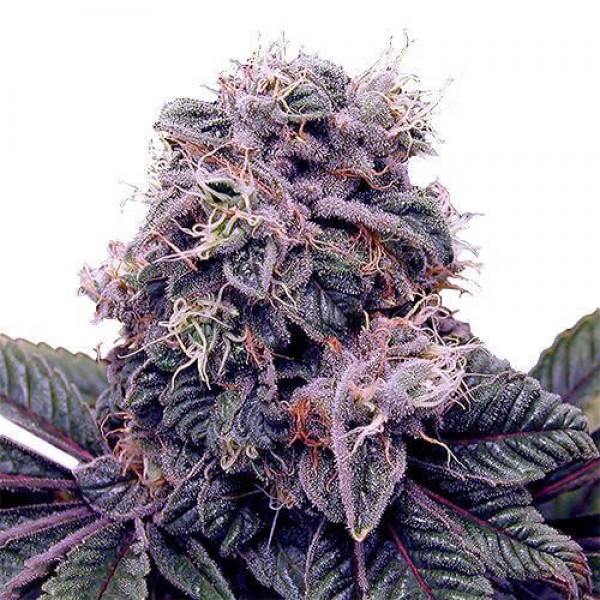 Auto Blackberry Kush Feminised seeds