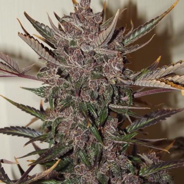 Auto Blackberry Kush Feminised seeds
