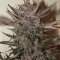 Auto Blackberry Kush Feminised seeds