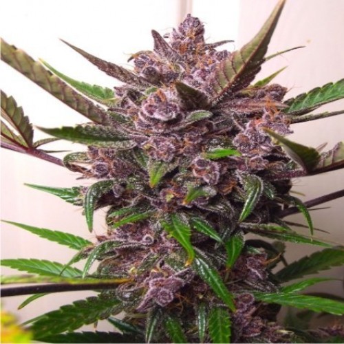 Auto Blackberry Kush Feminised seeds