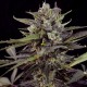 Насіння Auto Blueberry Feminised Насіння Auto Blueberry Feminised