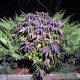 Насіння Auto Blueberry Feminised Насіння Auto Blueberry Feminised