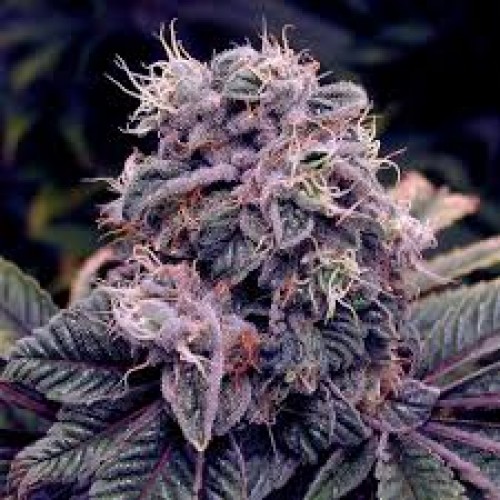 Auto Blueberry Feminised seeds