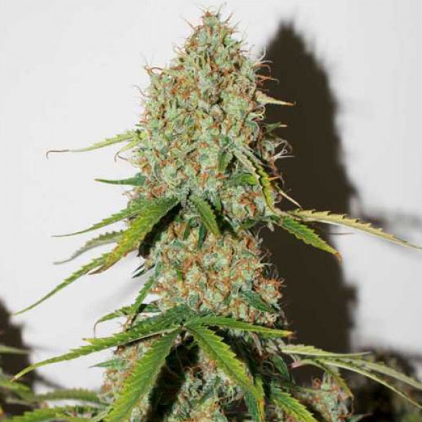 Auto Brooklyn Sunrise Feminised seeds