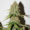 Auto Brooklyn Sunrise Feminised seeds