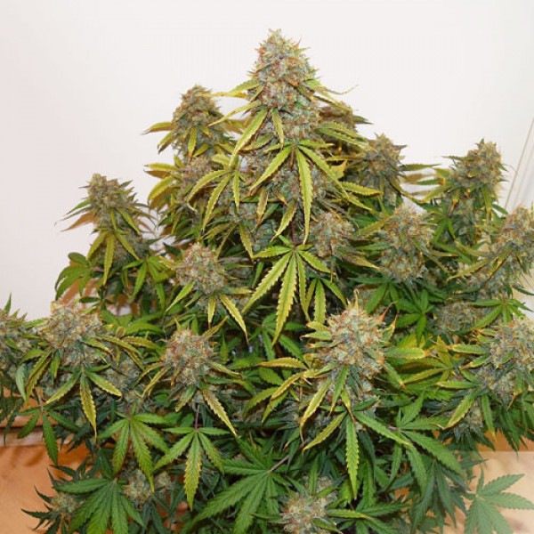 Auto Brooklyn Sunrise Feminised seeds