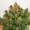Auto Brooklyn Sunrise Feminised seeds