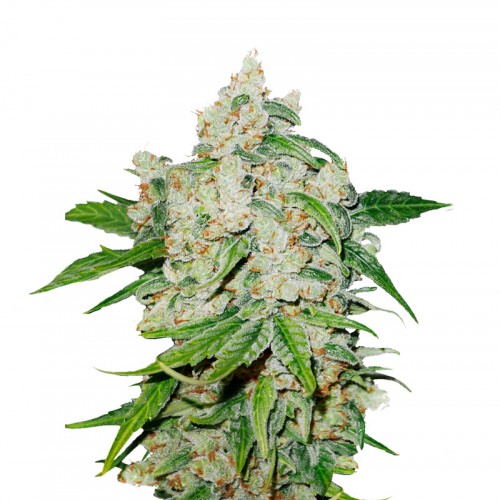 Auto Brooklyn Sunrise Feminised seeds