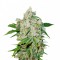 Auto Brooklyn Sunrise Feminised seeds