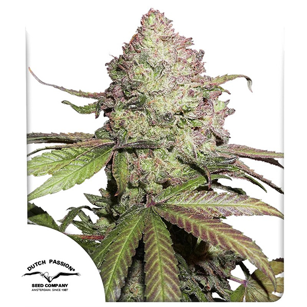 Auto CBD Charlotte’s Angel Feminised