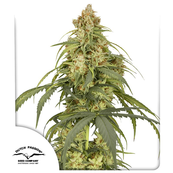 Auto CBD-Victory Feminised