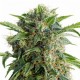 Auto Daiquiri Lime Feminised