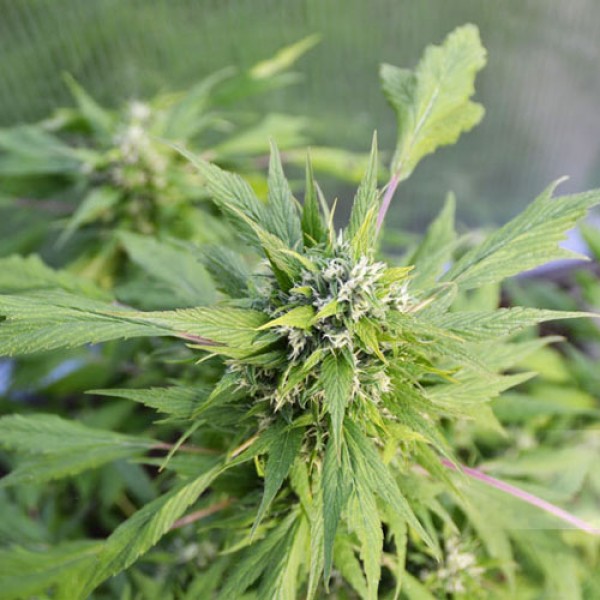 Auto Duck Feminised seeds