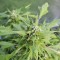Auto Duck Feminised seeds