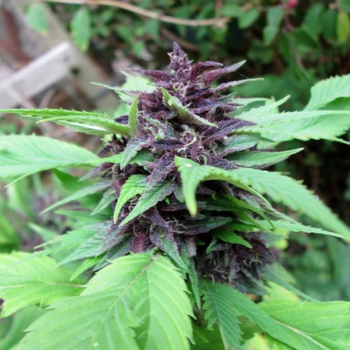 Auto Duck Feminised seeds