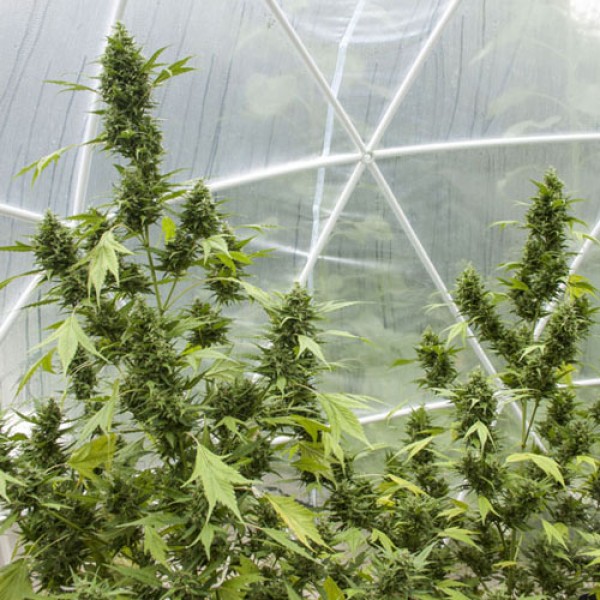 Auto Duck Feminised seeds