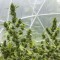 Auto Duck Feminised seeds