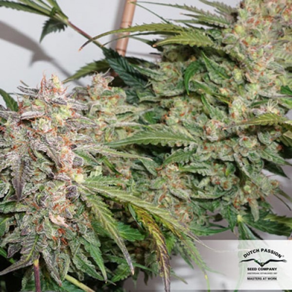 Glueberry OG Feminised seeds