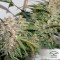 Glueberry OG Feminised seeds