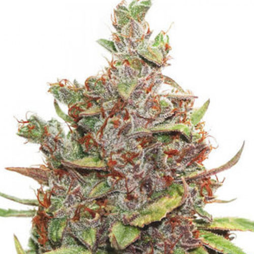 Glueberry OG Feminised seeds