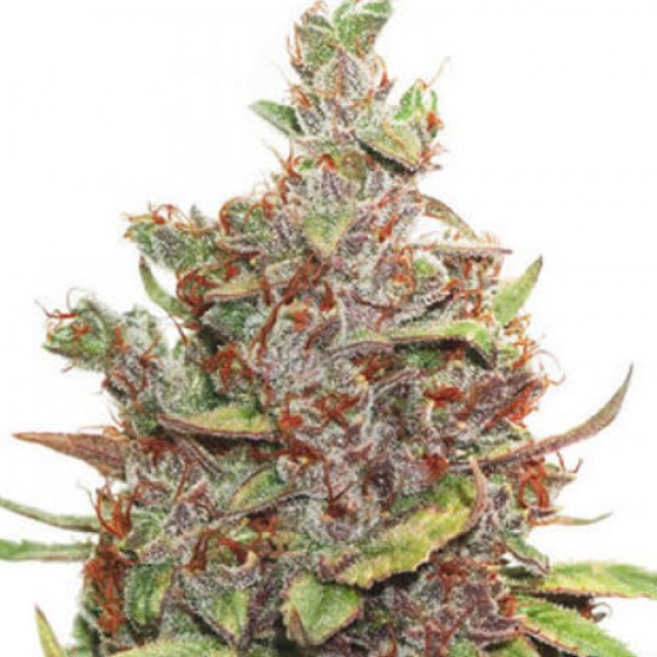 Glueberry OG Feminised seeds