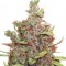 Glueberry OG Feminised seeds
