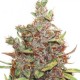 Glueberry OG Feminised